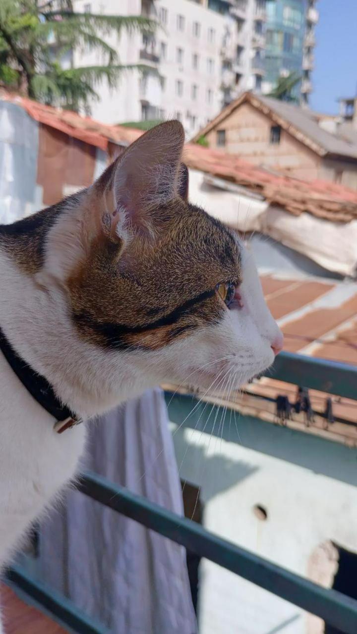 Everyday Cat Hostel Batumi Eksteriør bilde